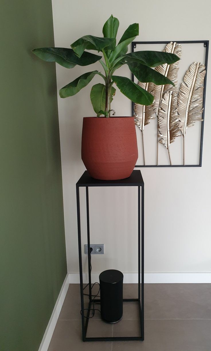 3’Lü Papaya Saksılık